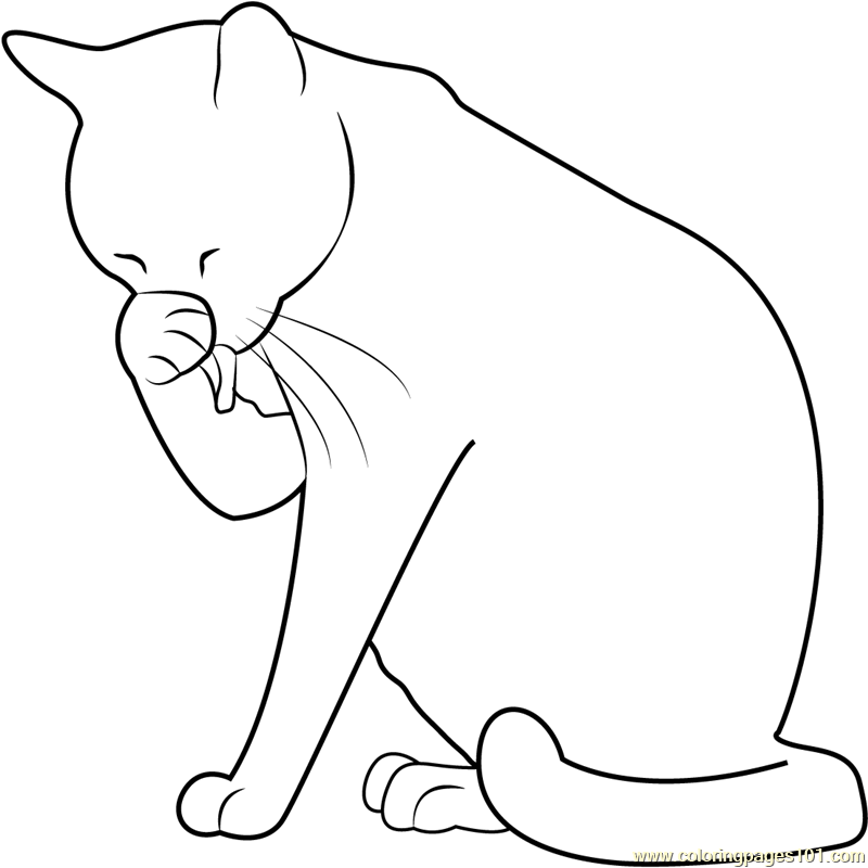 800x800 Cat Washing Her Face Coloring Page