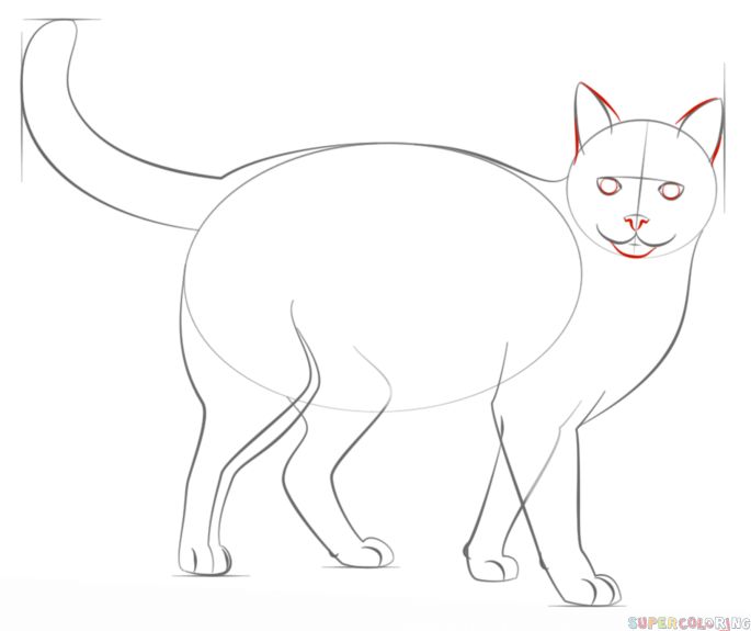 Cats Step By Step Drawing
