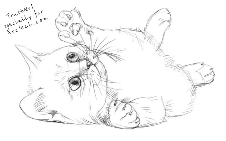 768x480 How To Draw A Kitten Step By Step