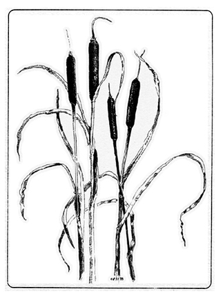 323x432 Cattail Line Drawings Wildflowers Of The Palouse Cattails
