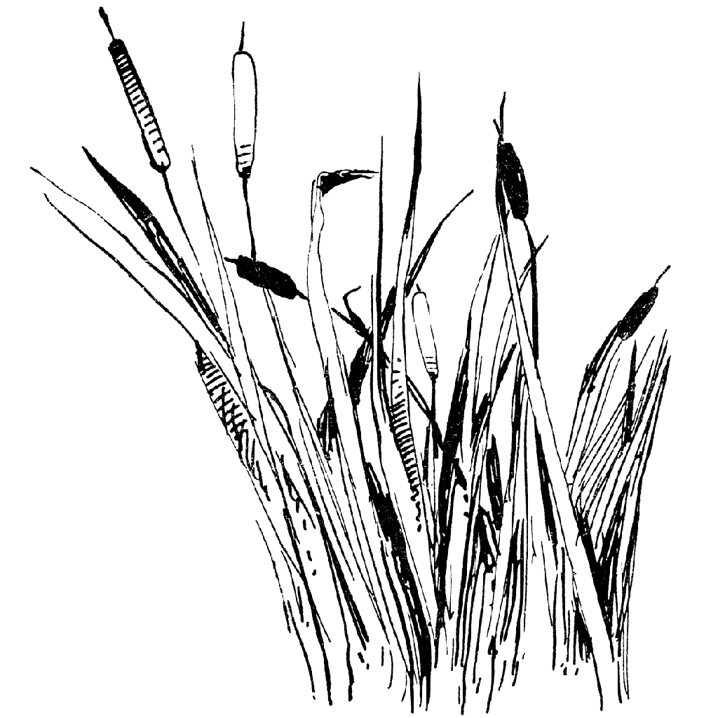 1024x1024 Cattails 1298k