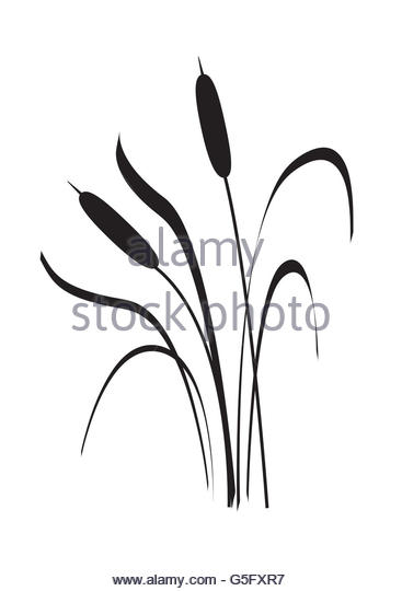 Cattail Drawing at GetDrawings | Free download