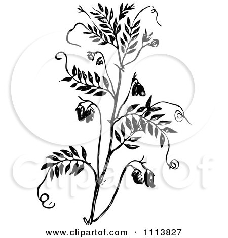 450x470 Clipart Of A Retro Vintage Black And White Cattail Plant 3