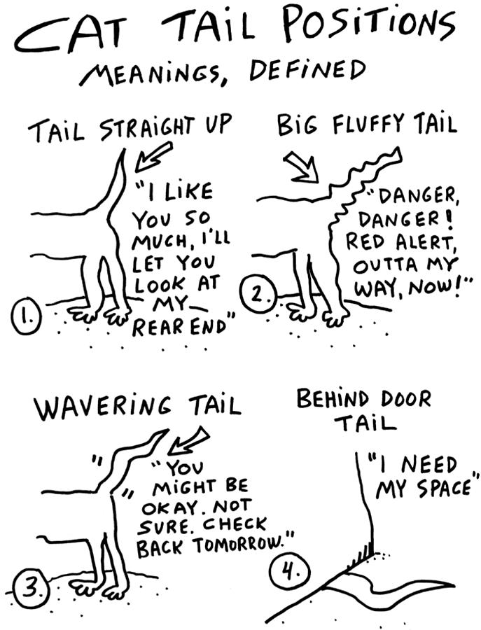 687x900 Cat Tail Positions Drawing By Molly Brandenburg