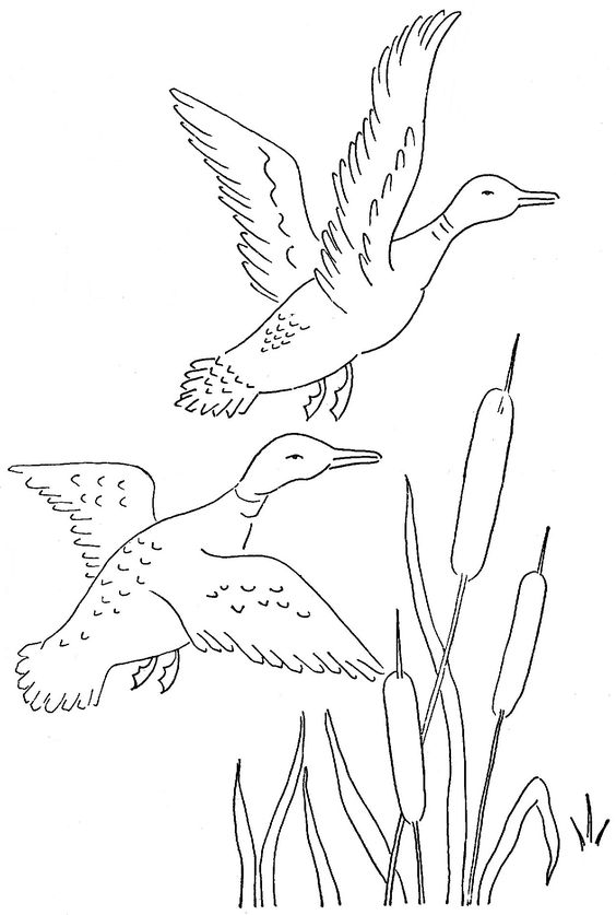 564x837 Drawings Of Cattails Description Cattail (Psf).jpg Cattails