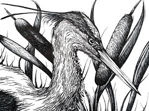 300x225 Cattail Drawings