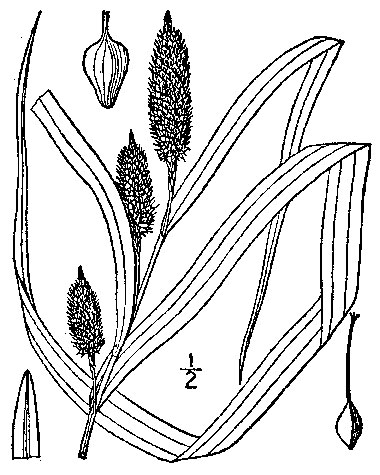380x475 Cattail Sedge, Carex Typhina Michx.