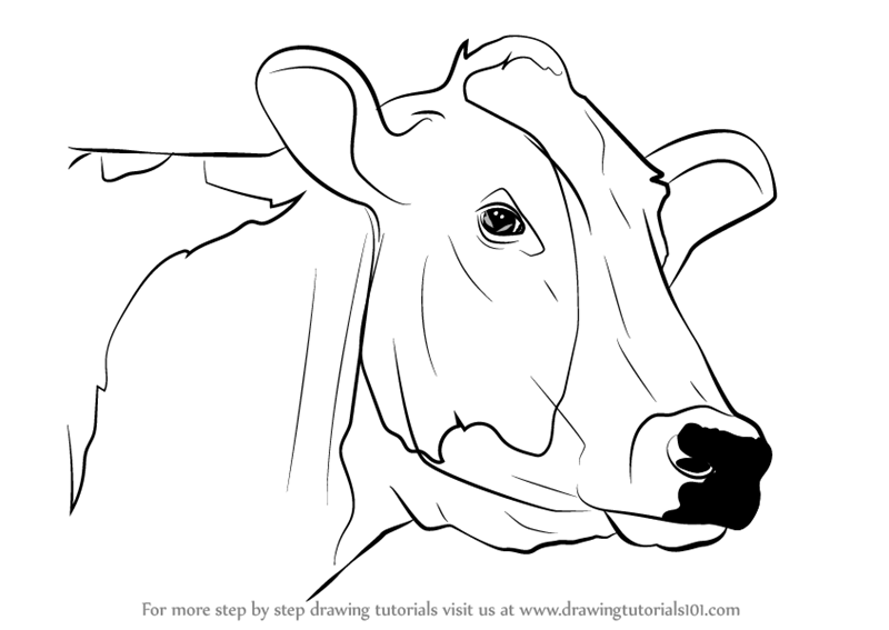 2 Easy Tutorials On How To Draw A Cow For Kids