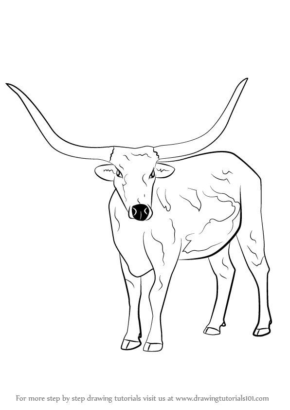 596x842 Learn How To Draw A Longhorn Cattle (Farm Animals) Step By Step