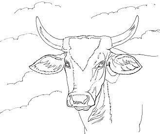 329x275 Project 21 Cow's Head