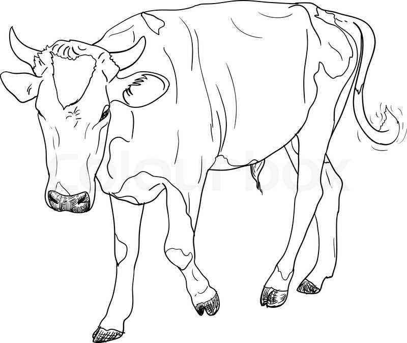 800x674 The Drawing Of Black And White Cow Stock Vector Colourbox