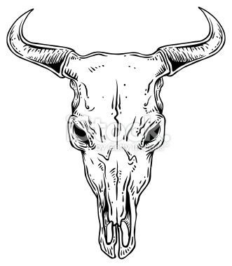 331x380 Cow Skull Drawing