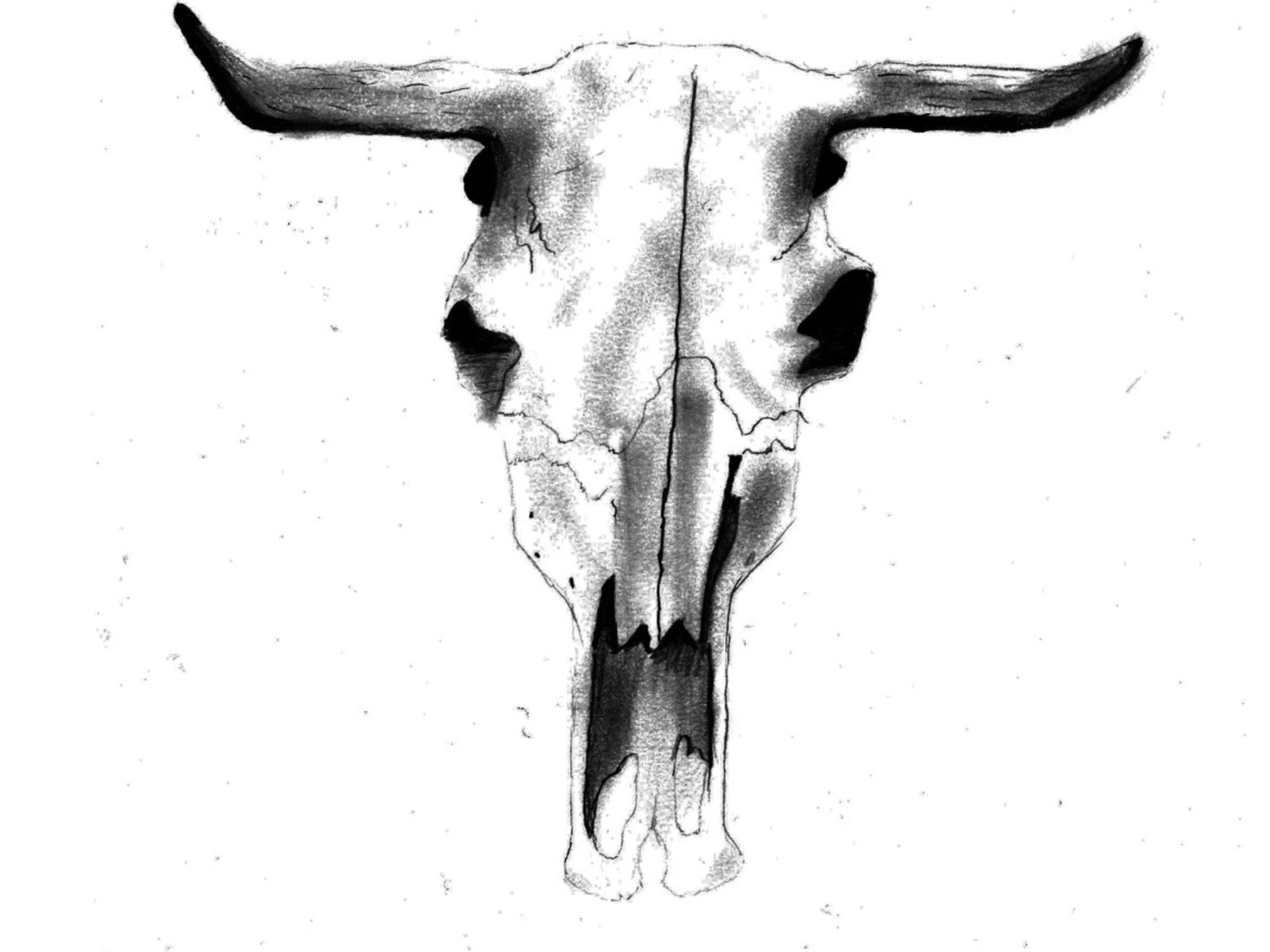 Cattle Skull Drawing at GetDrawings | Free download