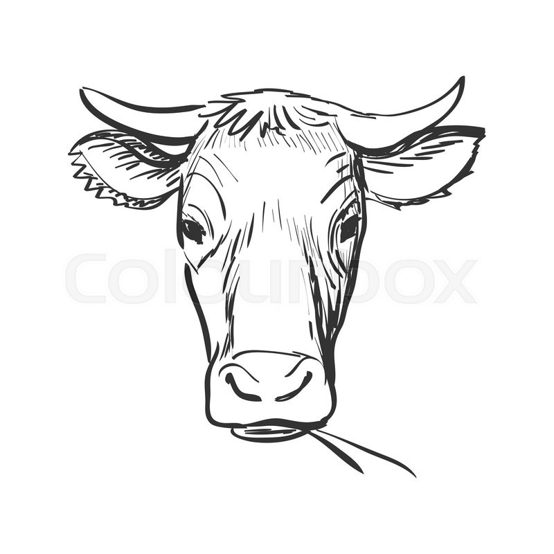 800x800 Doodle Cow, Cow Skull Sketch. Isolated In White Background