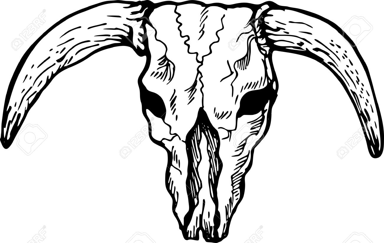 1300x825 Illustration Drawing Of A Skull Of A Texas Longhorn Bull Viewed