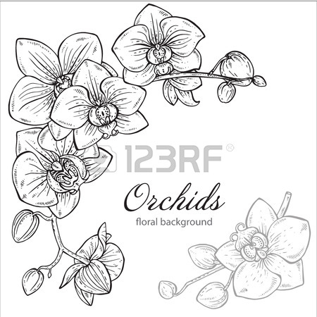450x450 Orchid Drawing Stock Photos. Royalty Free Business Images