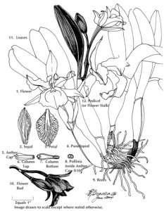 233x300 Orchids ~ Up Close Amp Personal My Art