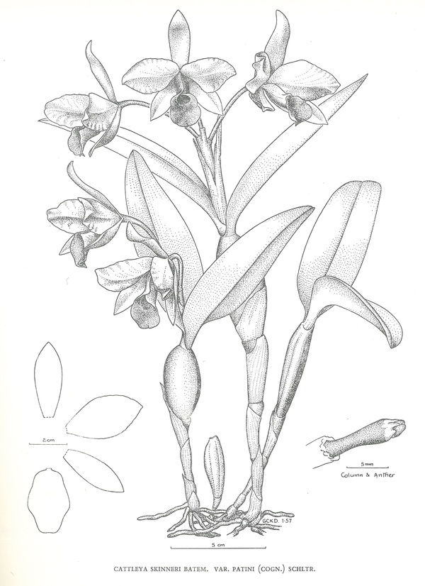 600x826 Swiss Orchid Foundation