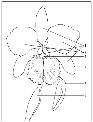 365x480 The Quintessential Orchids Cattleyas And Their Relatives