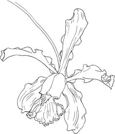 236x276 Cattleya Orchid Drawings