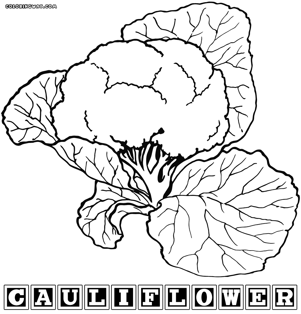 Cauliflower Drawing at GetDrawings | Free download
