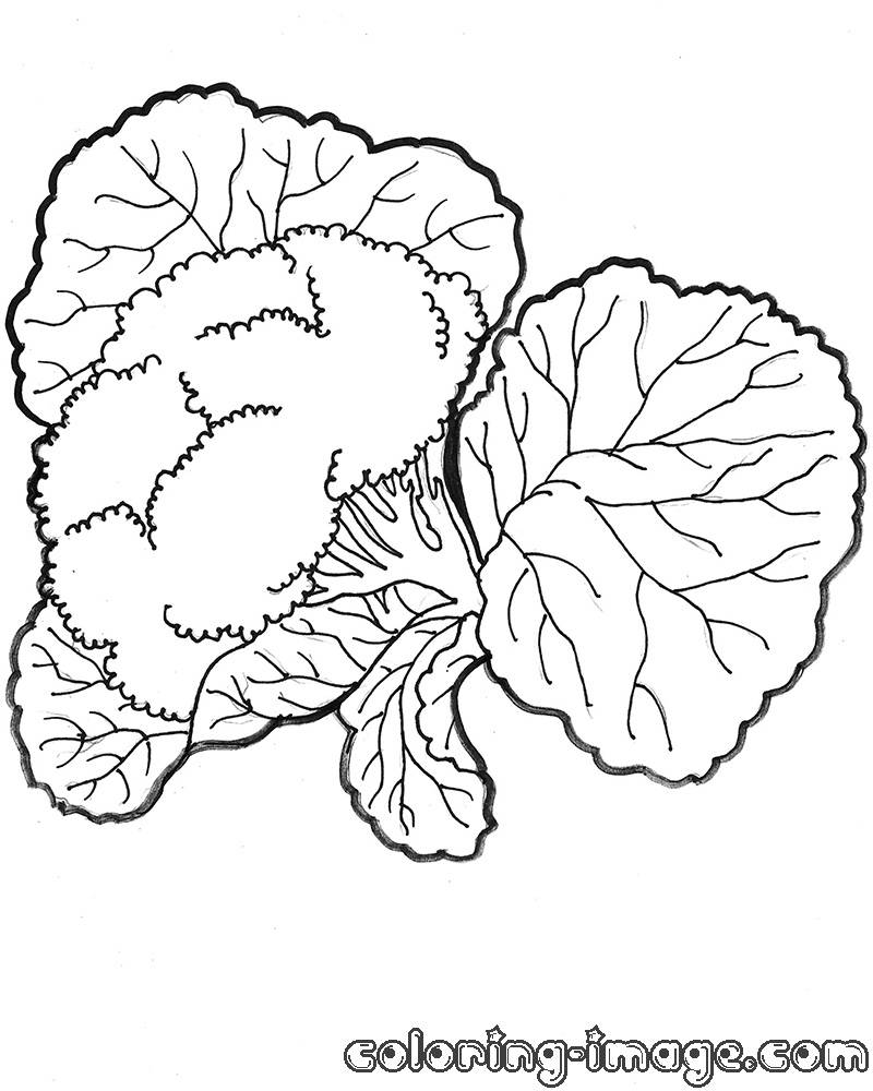 Cauliflower Drawing at GetDrawings | Free download