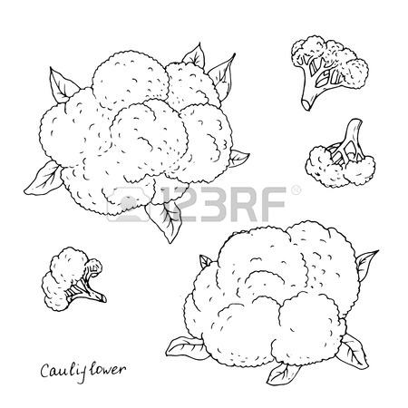 450x450 Different Kind Of Cabbage, Broccoli, Cauliflower And Chinese