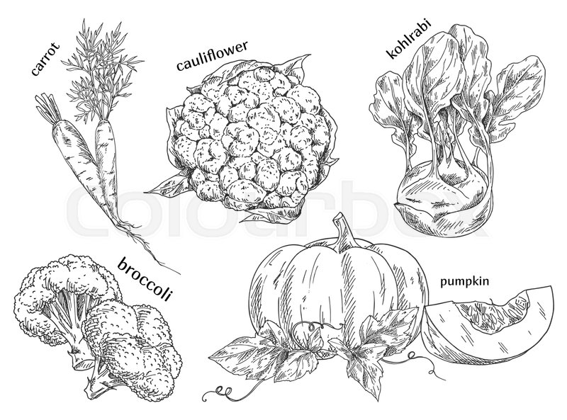 800x593 Sketch Of Carrot And Cauliflower And German, Turnip Cabbage