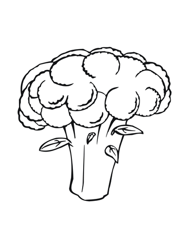 360x480 White Cauliflower Coloring Page Free Printable Coloring Pages