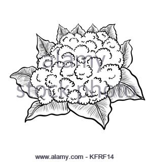 300x320 Drawing Cauliflower Vegetable Nutrition Food Healthy Stock Vector
