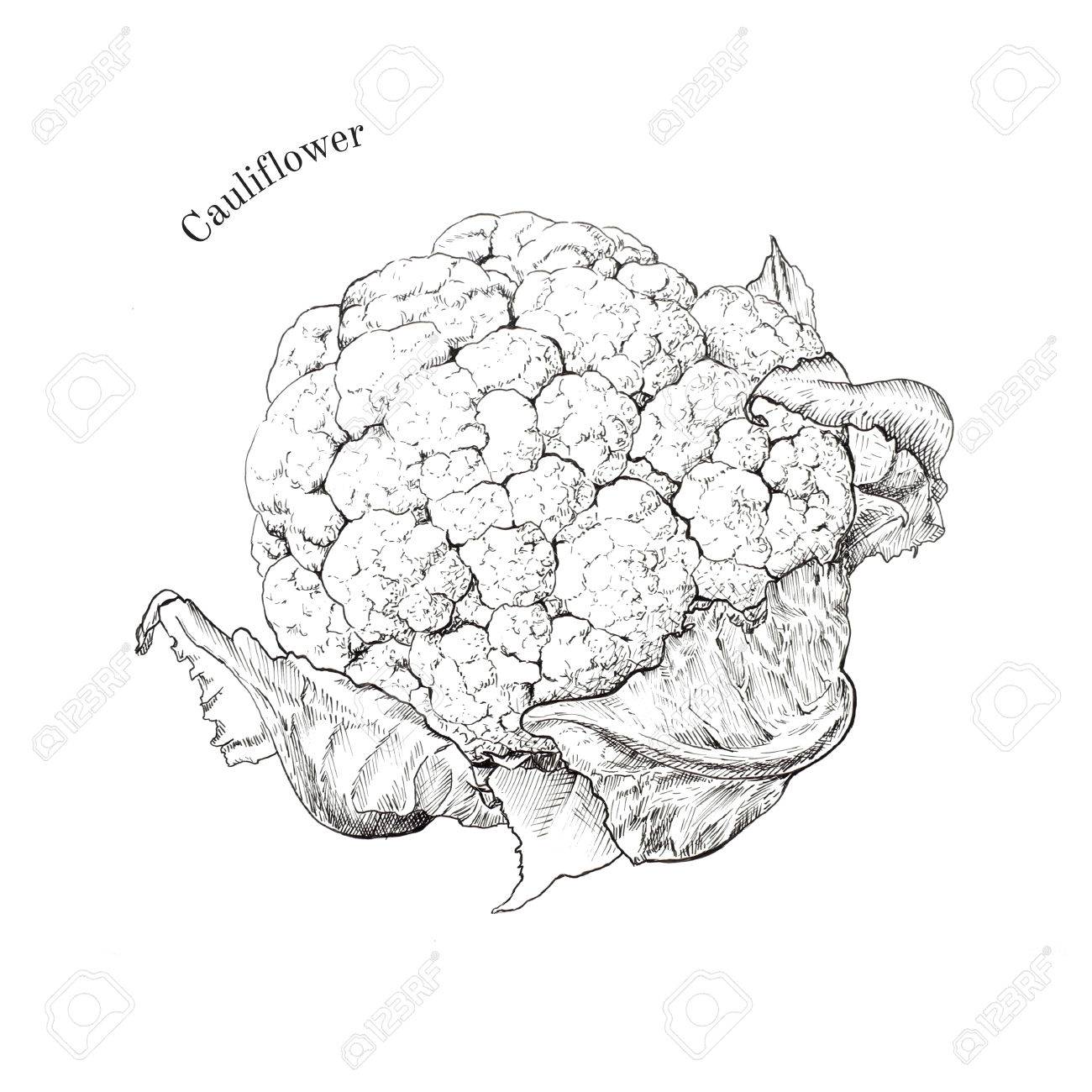 1300x1300 Cauliflower Hand Drawn Ink Sketch. Isolated. Classic Outline