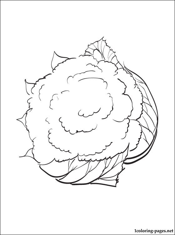 560x750 Cauliflower Coloring Page Coloring Pages
