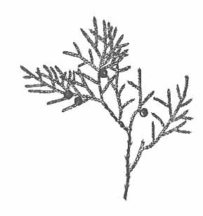 289x308 Eastern Redcedar