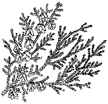 219x211 False Cedars, Pacific Northwest Native Trees