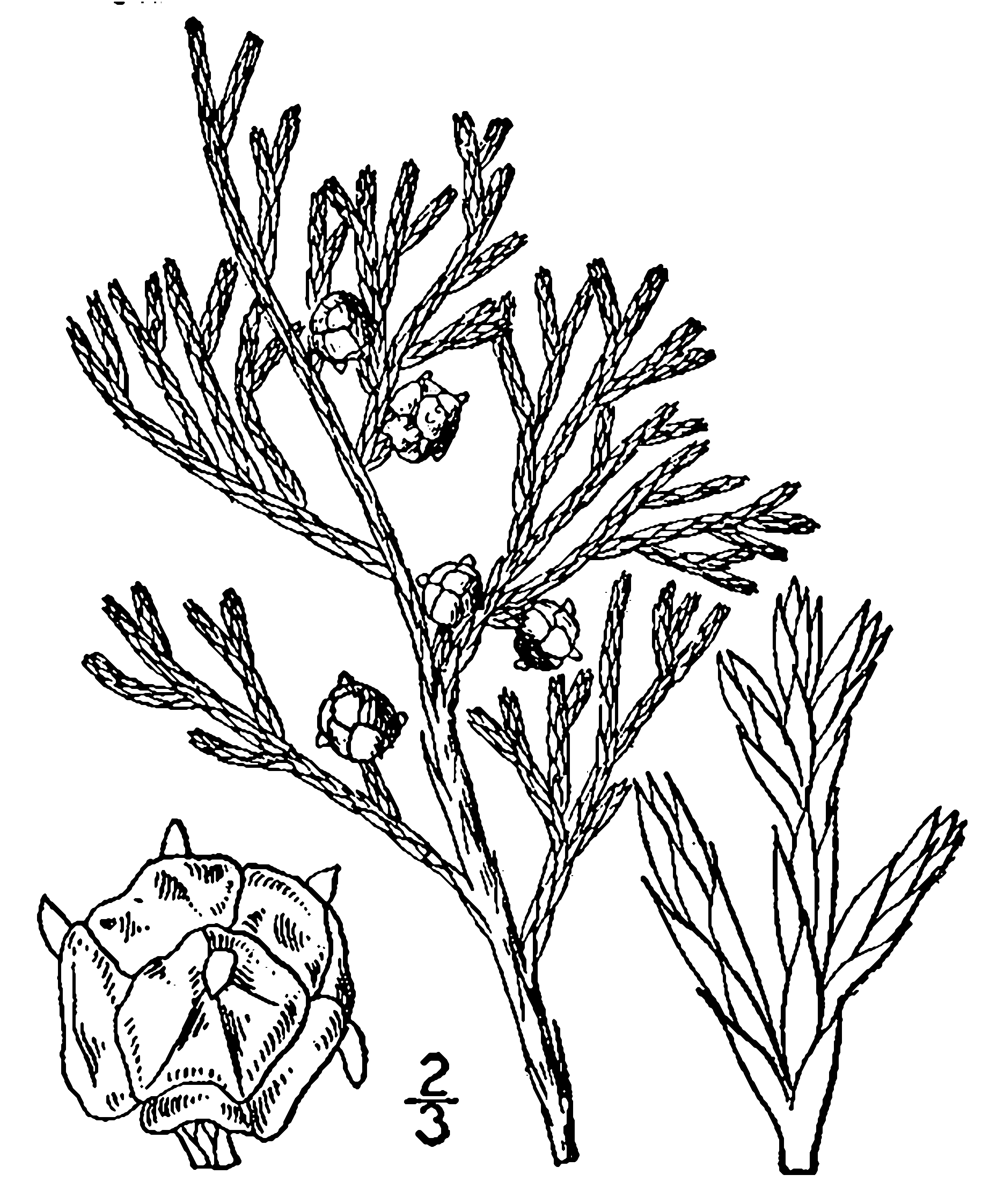 2440x2992 Filechamaecyparis Thyoides Drawing.png