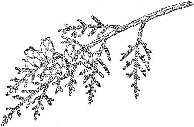 640x418 Branch Of Western Redcedar Clipart Etc