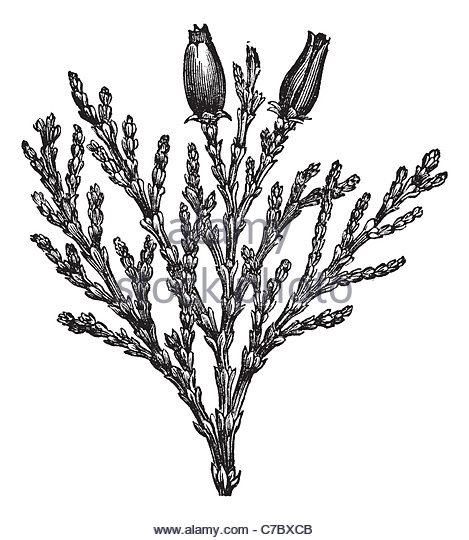 469x540 Incense Cedar Branch Stock Photos Amp Incense Cedar Branch Stock