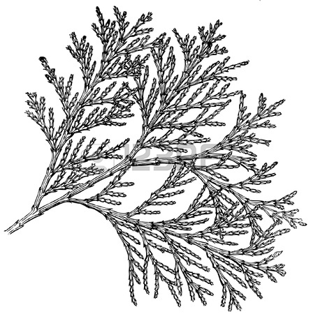 445x450 Plant Paeonia Arborea (Tree Peony) Royalty Free Cliparts, Vectors