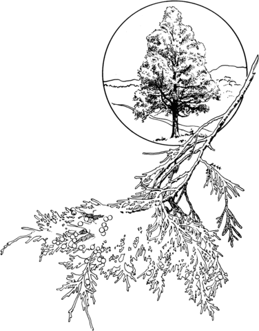 376x480 Red Cedar Or Eastern Juniper Coloring Page Free Printable