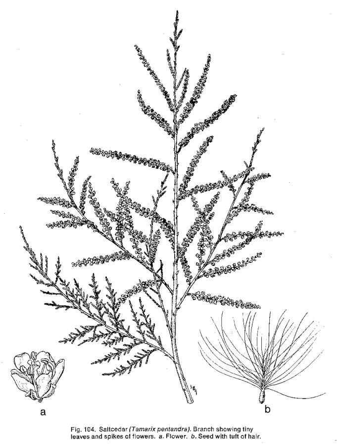 685x899 Tamarisk Line Drawing