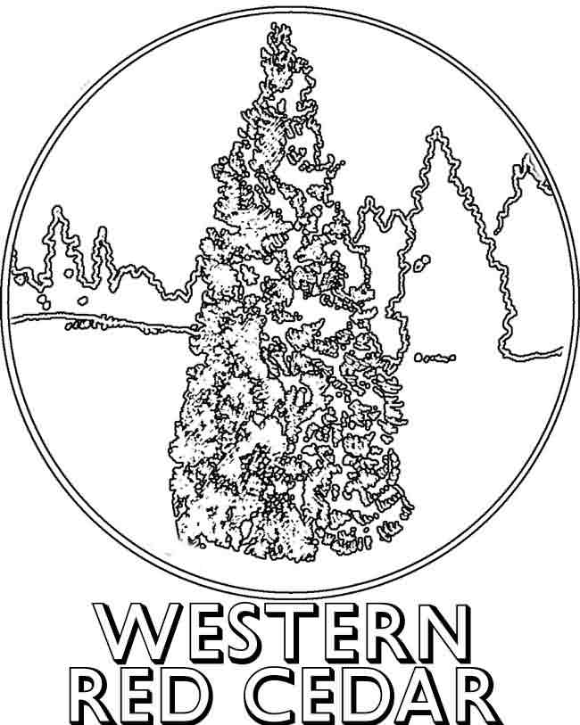 650x813 Western Red Cedar