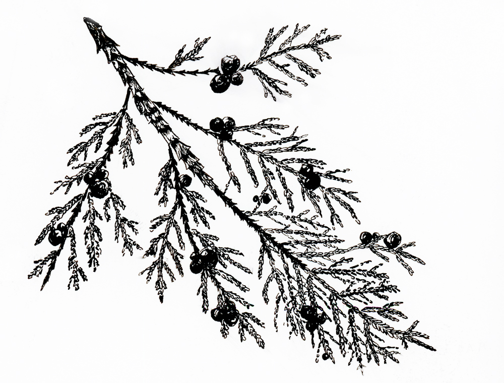 1000x760 Eastern Red Cedar Made By Sohn