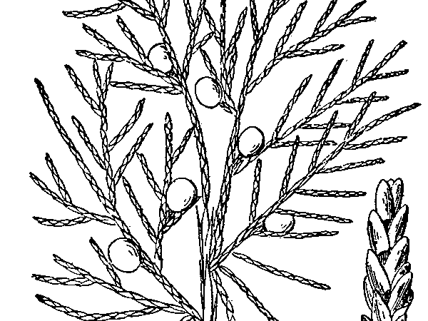 600x450 Spriral Cedar Tree In Pot