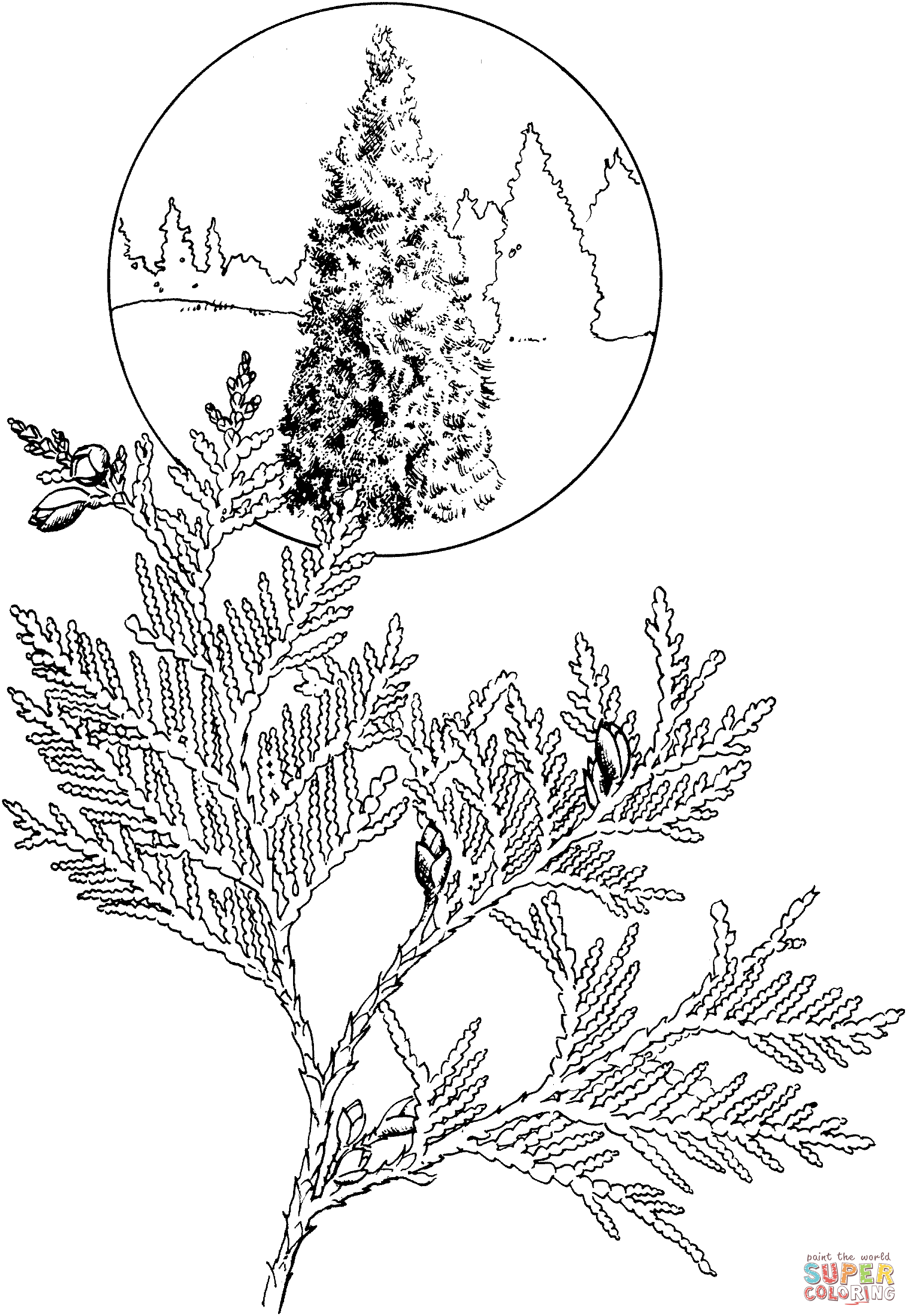 1823x2644 Western Red Cedar Coloring Page
