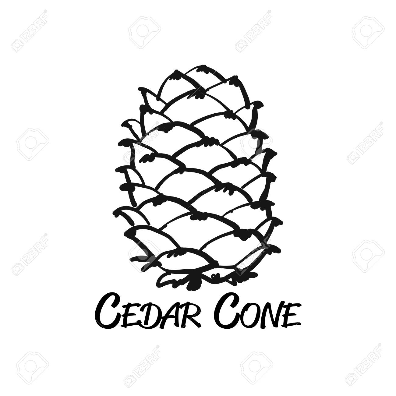 1300x1300 Cedar Cone, Sketch For Your Design. Vector Illustration Royalty