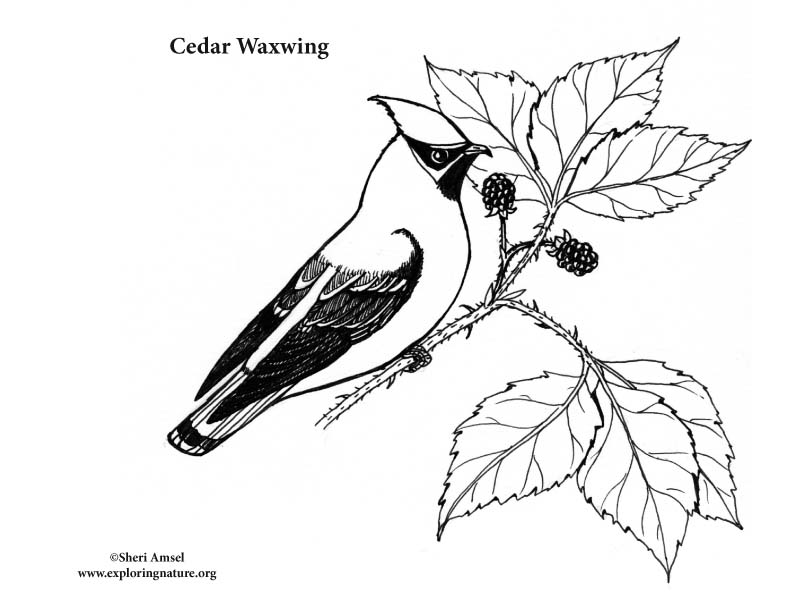 792x612 Cedar Waxwing Coloring Page