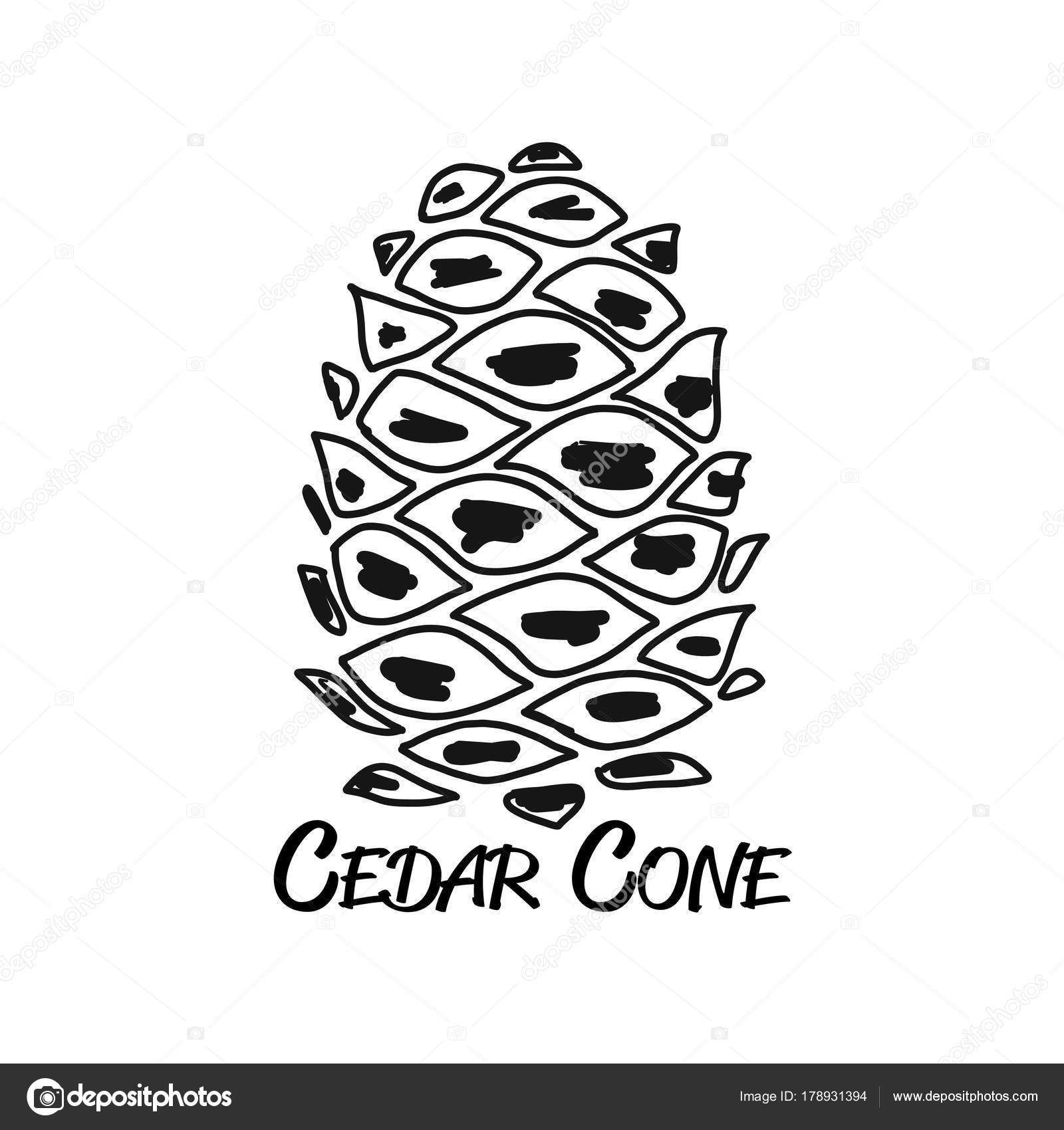 1600x1700 Cedar Cone, Sketch For Your Design Stock Vector Kudryashka