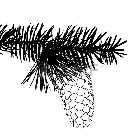 450x450 Hand Drawing Pine Cone On The Tree. Pinecone Drawing On Fir Branch