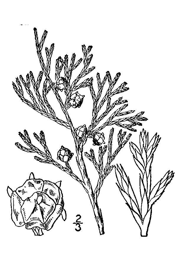600x900 Large Image For Chamaecyparis Thyoides (Atlantic White Cedar