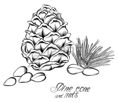 450x394 Pine Cone Of Cedar Spruce Fir Tree. Hand Drawing Vector